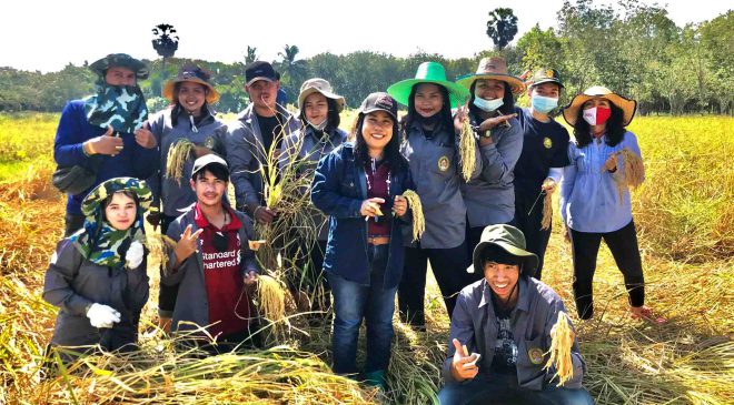มรภ.สงขลา สืบสานวัฒนธรรมข้าวปีที่ 3
