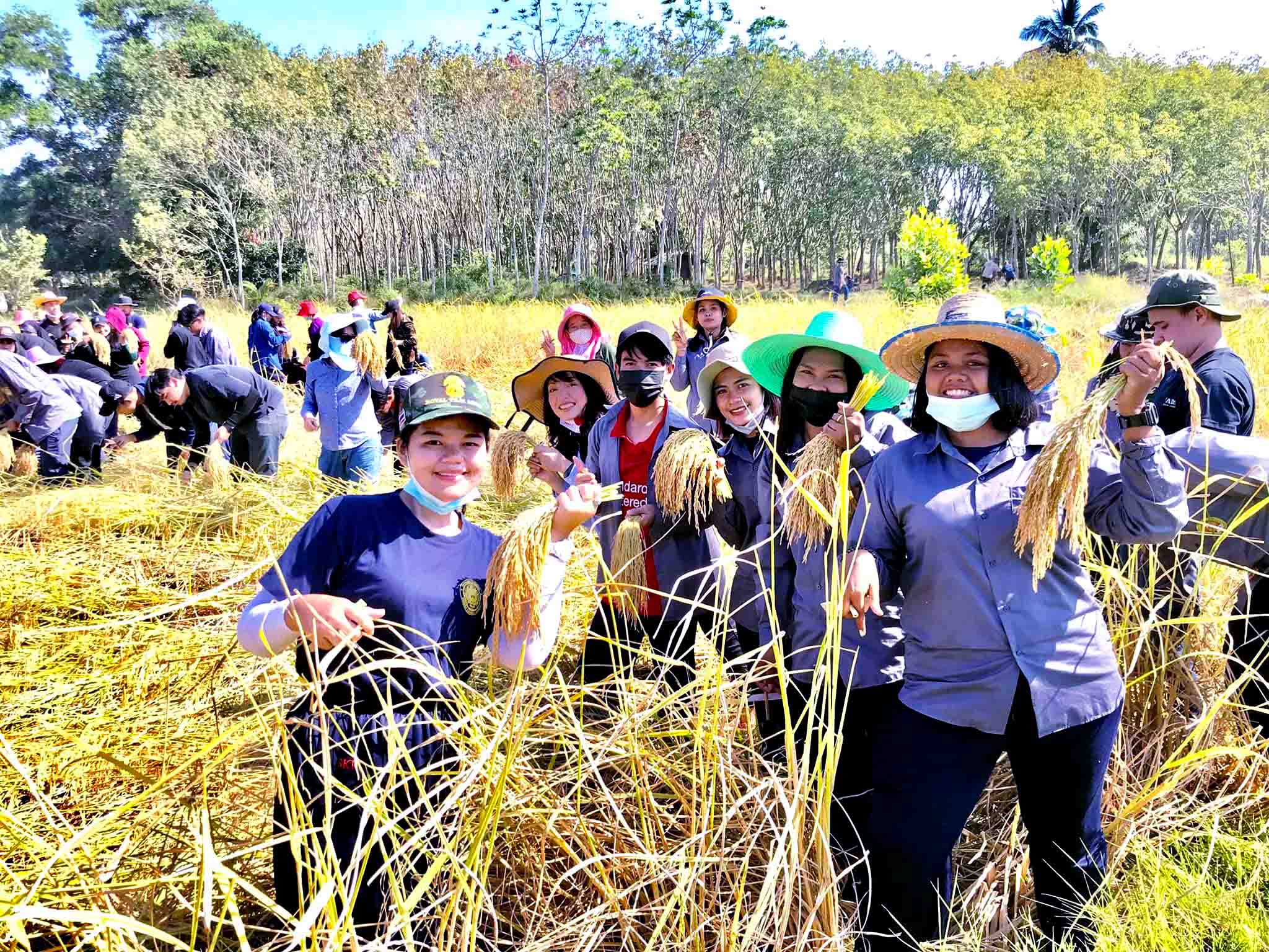 มรภ.สงขลา สืบสานวัฒนธรรมข้าวปีที่ 3