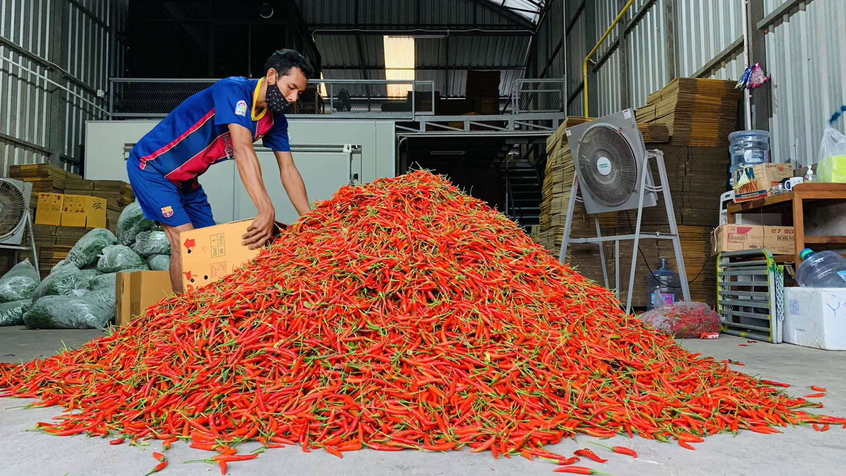พริกตกต่ำที่สุดในรอบ 10 ปี