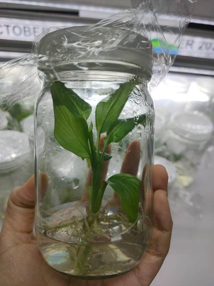   อาจารย์คณะวิทยาศาสตร์ มหาวิทยาลัยทักษิณ ศึกษาการเพาะเลี้ยงเนื้อเยื่อพืชด่าง