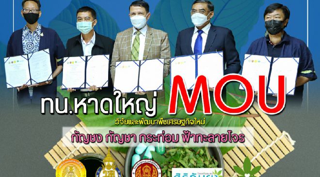  เทศบาลนครหาดใหญ่จับมือ 4 องค์กร พัฒนาพืชเศรษฐกิจใหม่