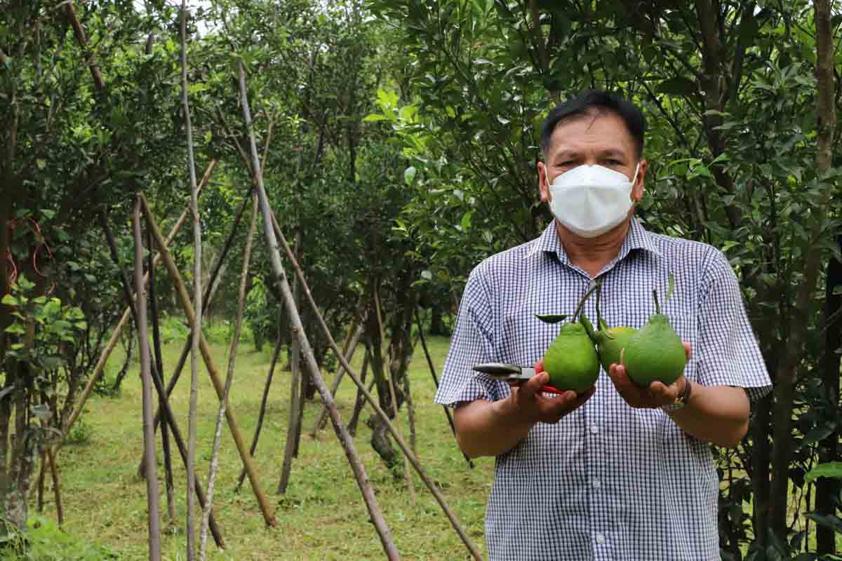 เกษตรกรชาวตำบลป่าชิง พลิกฟื้นพันธุ์ ‘ส้มจุกจะนะ’ พืชเศรษฐกิจเฉพาะถิ่น