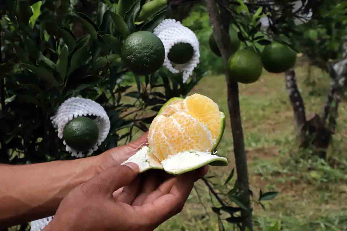 เกษตรกรชาวตำบลป่าชิง พลิกฟื้นพันธุ์ ‘ส้มจุกจะนะ’ พืชเศรษฐกิจเฉพาะถิ่น