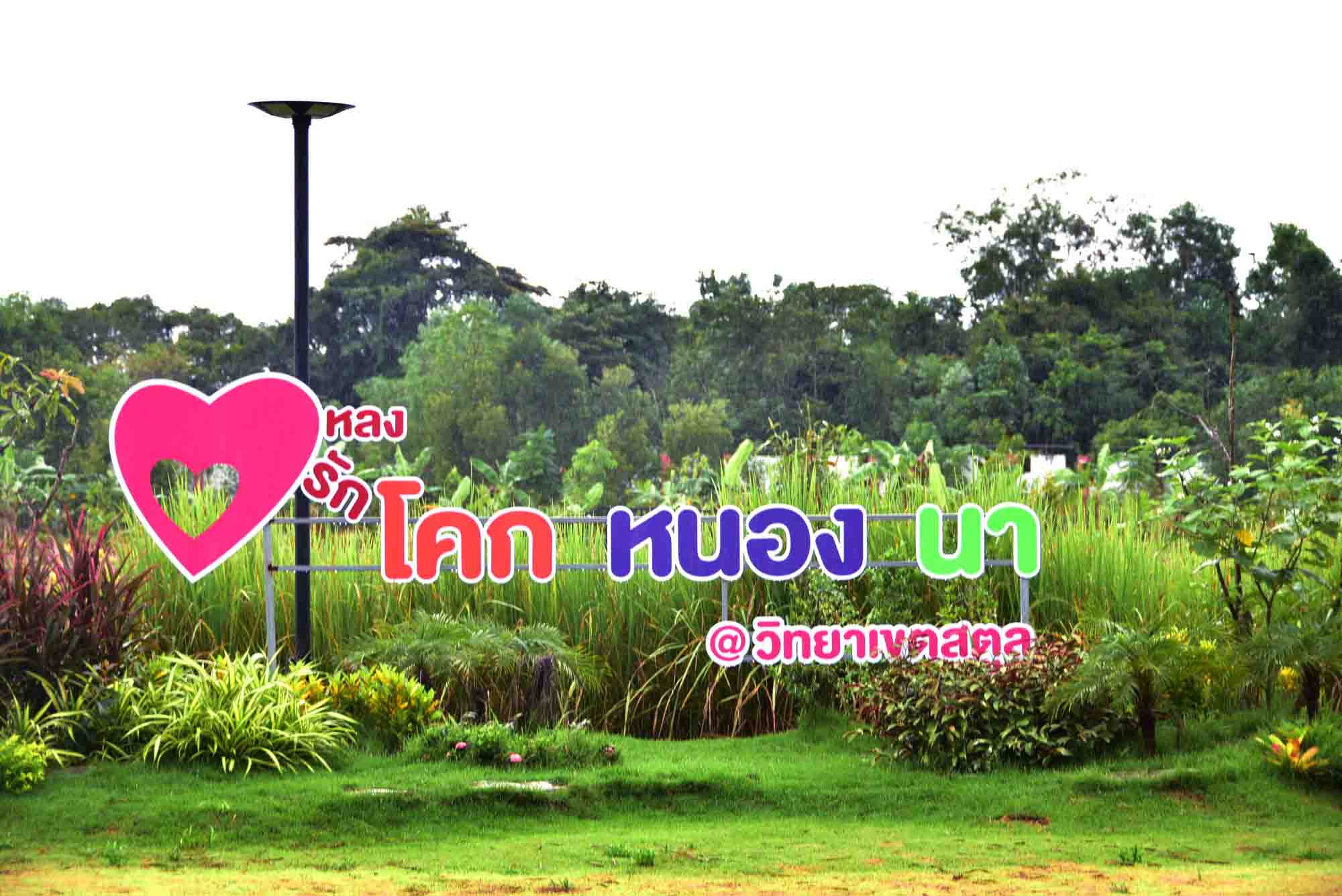 มรภ.สงขลา ทำโครงการจิตอาสาซอแรงดำนา เอามื้อสามัคคี เปิดตัว “ทุ่งใหญ่สารภีโมเดล”