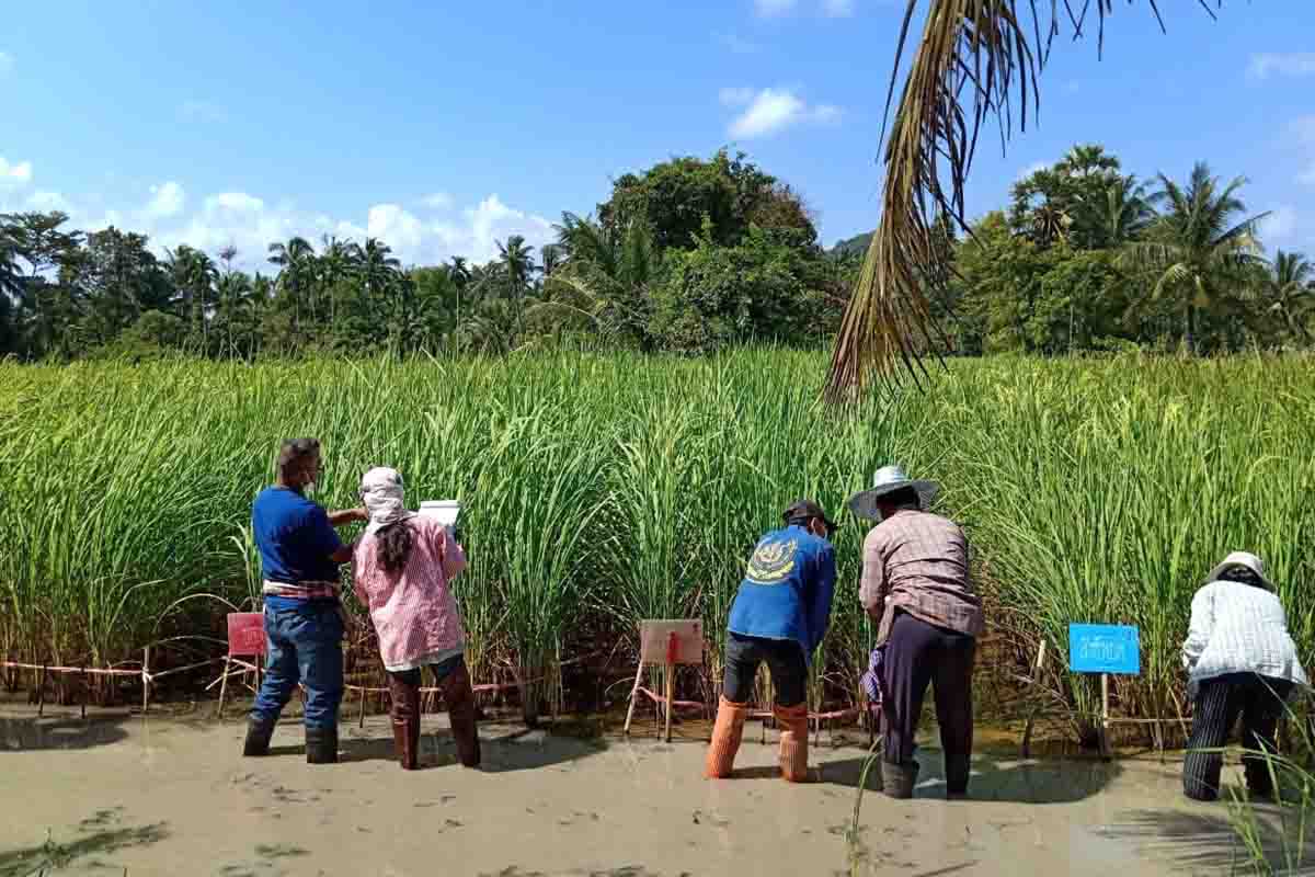 มรภ.สงขลา เดินหน้าอนุรักษ์พันธุ์ข้าวพื้นเมือง