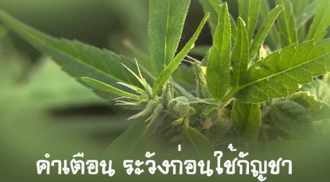 รวมคำเตือน ระวังก่อนใช้กัญชา หลังประกาศปลดล็อก