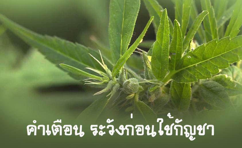 รวมคำเตือน ระวังก่อนใช้กัญชา หลังประกาศปลดล็อก