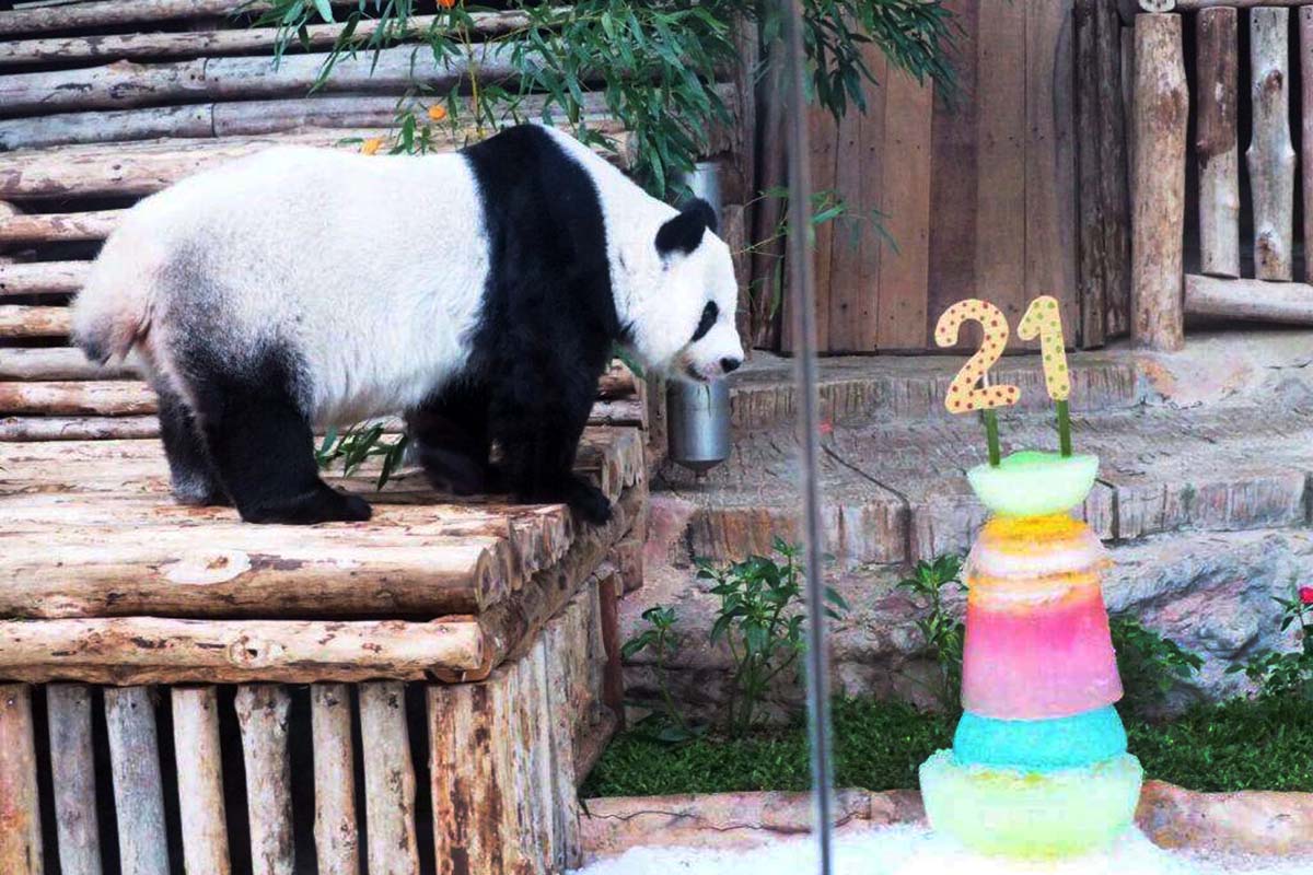 เศร้า ‘หลินฮุ่ย’ แพนด้าดัง สวนสัตว์เชียงใหม่ เสียชีวิตแล้ว อายุ 21 ปี