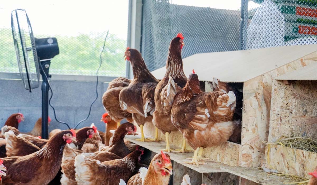 ชัยบุรีโมเดล : ธุรกิจเกื้อกูลไข่ไก่อารมณ์ดีแฮปปี้ฟาร์ม